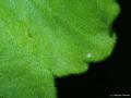 Cacyreus marshalli (Geranium Esmeri)